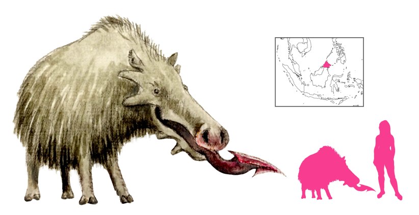Pig folklore | A Book of Creatures