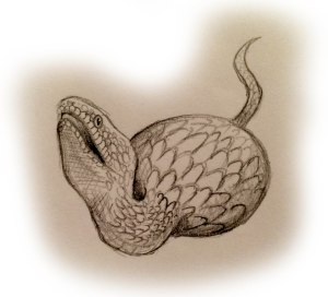 tsuchinoko bw
