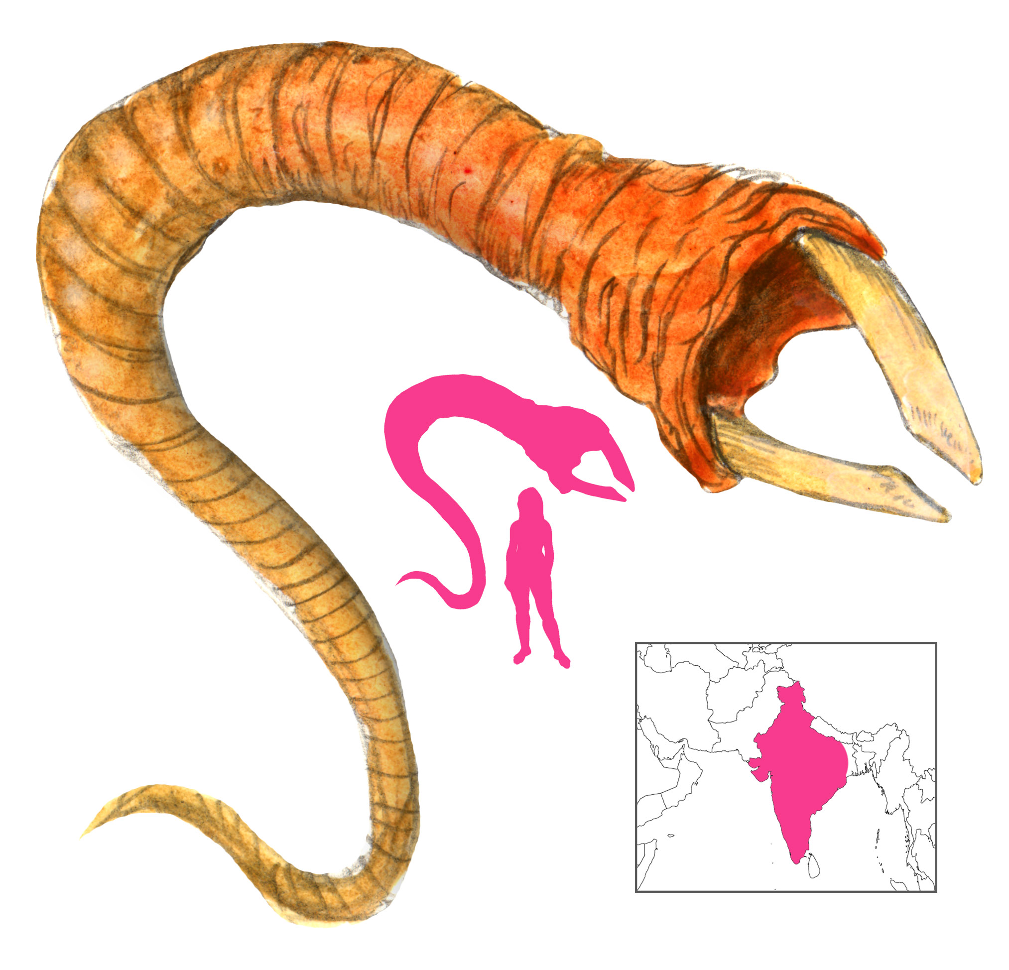 indus-worm