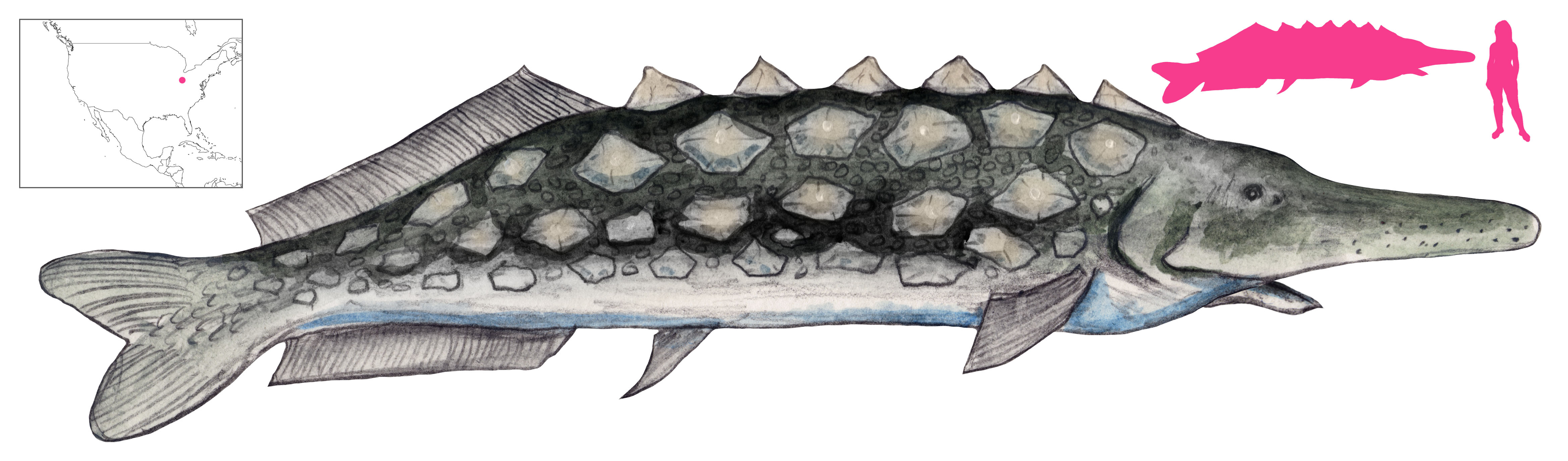 Devil-jack Diamond-fish