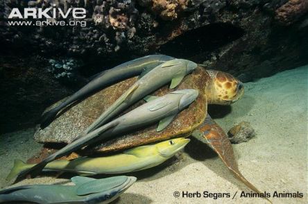 Remoras-on-loggerhead-turtle